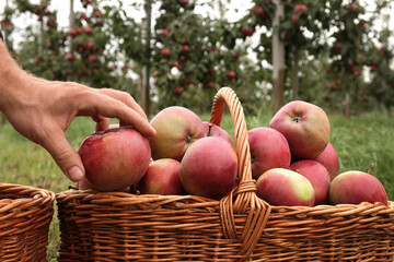 Farmer's Hand Picking Ripe Apples and Puts it in the Basket. Apple Orchard. Harvesting. Big Red delicious Apples Hanging in Tree Branch. Fruit Garden at Fall Harvest. Autumn Cloudy Day, Soft Shadow 4K