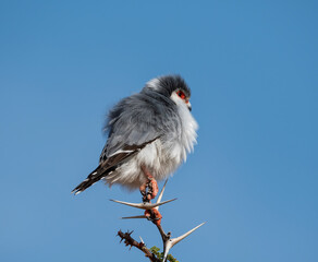 Pygmy Falcon