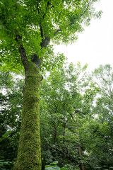 a tree full of greenery