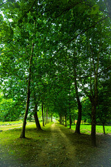 the pinnacle of summer