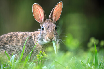 Grey small hare eating grass on summer field. Wild rabbit in nature - Powered by Adobe
