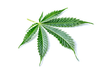 Green cannabis leaves isolated on white background.Cannabis is a standoff between a drug and a medicine.Medicinal indica with CBD. Growing medical marijuana.