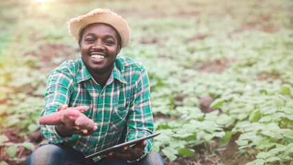 African farmer man holding fresh sweet potato at organic farm with smile and happy.Agriculture or...