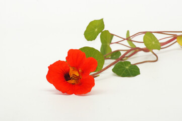 Kapuzinerkresse Tropaeolum majus freigestellt auf weißen Hintergrund