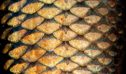 Fish scales close up. The skin of a fish as a background.