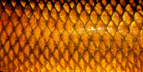 Fish scales close up. The skin of a fish as a background. © Vera