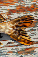 Fishtail on wooden boat background. Fishing on the river, a fisherman caught a fish. Fishing spinning and nets, male hobby. Commercial fishing.