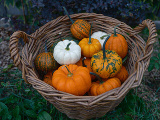 Mix of decorative pumpkins in craft basket on autumn garden background side view, close up, selective focus  - 532489124