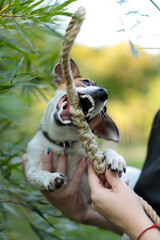 A dog with an open mouth and a rope toy. Outdoors