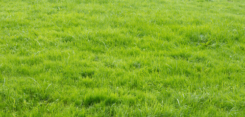 Fototapeta premium green grass background
