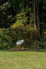 White tire swing