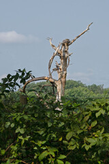Tree in the field