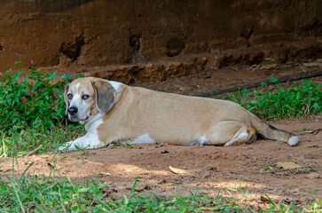 Old farm dog