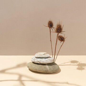 Natural rocks with dry burdock flowers and sunshine shadows against bright beige and brown background. Minimal autumn nature concept. Still life products podium creative composition.