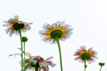 Chrysanthemum. View from the bottom of the flower beds on the flowers of chrysanthemum on a Sunny day