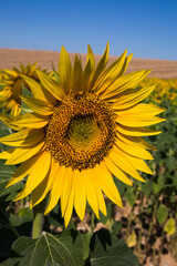 Naklejka premium Sunflower in Rolling Fields in Valensole France on a Sunny Spring Day