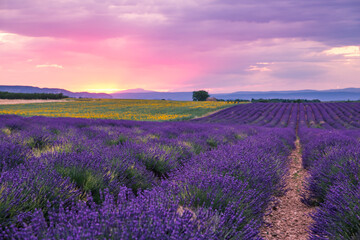 Fototapeta premium Rolling Lavendar Fields in Valensole France at Sunset