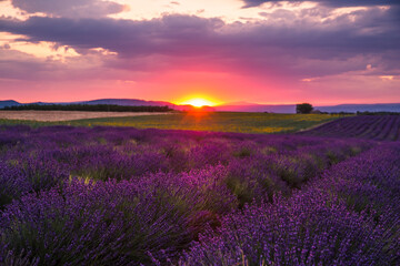 Fototapeta na wymiar Rolling Lavendar Fields in Valensole France at Sunset