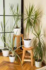 Fototapeta premium Different beautiful indoor plants in room