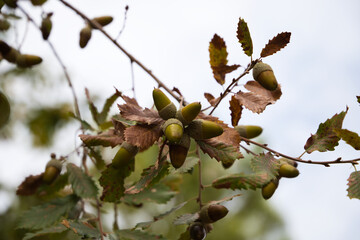 Acorn fruits on oak branch in forest. Close up acorn oak on green background. Early autumn, macro acorn start on fork leaves in natural oak forest.