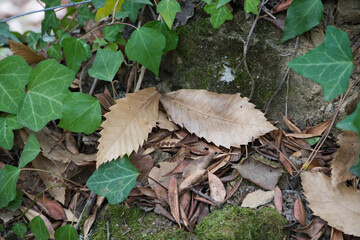 dry leaves on the ground that have fallen to the ground with the arrival of autumn. Autumn concept