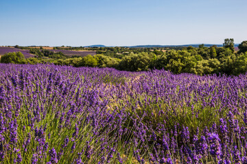 Naklejka na ściany i meble Rolling Lavender Fields in Valensole France on a Sunny Spring Day