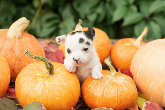 A little white with spots chihuahua puppy on pumpkins.