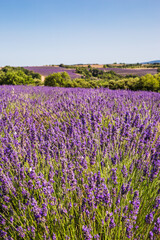 Obraz premium Rolling Lavender Fields in Valensole France on a Sunny Spring Day