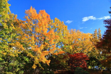 燃える秋