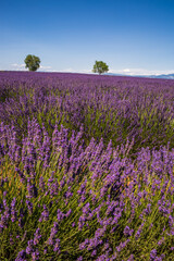 Fototapeta na wymiar Rolling Lavender Fields in Valensole France on a Sunny Spring Day