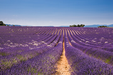 Rolling Lavender Fields in Valensole France on a Sunny Spring Day