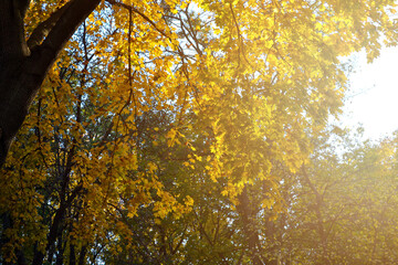 The rays of the setting sun illuminate the yellow maple leaves in the city park