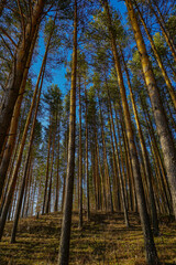 autumn forest in the morning