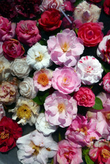 Camellia flowered background