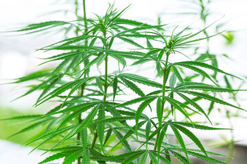 Cannabis plant on a white background,Young healthy cannabis plant isolated on white background.