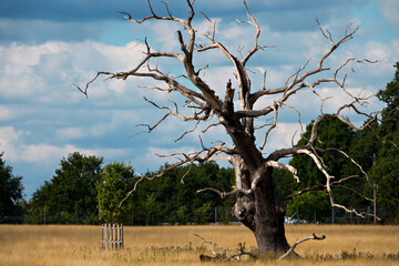 Single dead old oak tree in a field - 532494146
