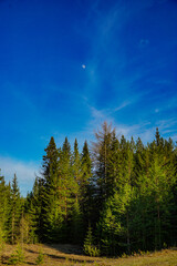 Fototapeta premium forest in the mountains