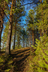 path in autumn forest
