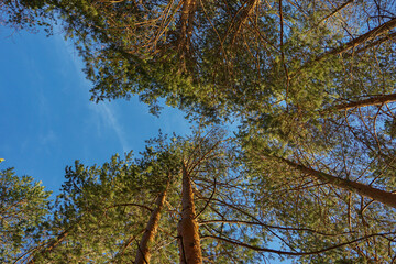 Fototapeta premium trees and sky
