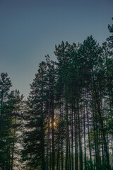 morning in the forest