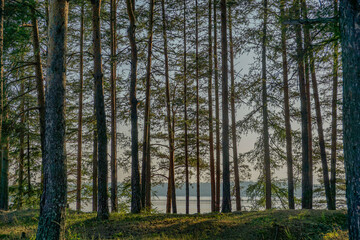 Fototapeta na wymiar look through the pines