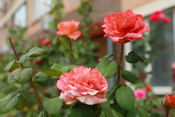 pink roses in garden