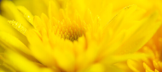 Yellow macro flower background,Yellow chrysanthemum petals macro shot
