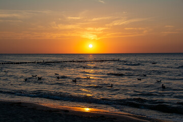 Beach idyll - Sunset over the sea, with some seagulls swimming in the water