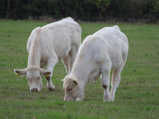 Obraz premium Weisse Kühe im Münsterland