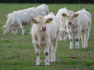 Obraz premium Weisse Kühe im Münsterland
