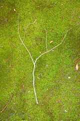 苔生す地面に落ちた小枝　緑の背景