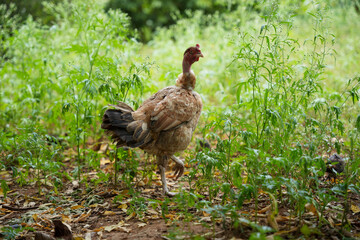 chicken in grass