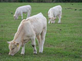 Obraz premium Weisse Kühe im Münsterland