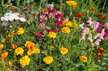 Obraz na płótnie Canvas Summer flowerbed with colorful decorative flowers